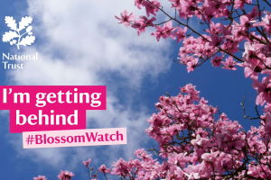 Blossomwatch